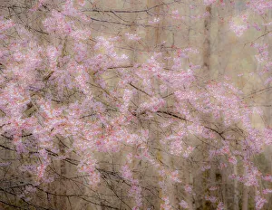 USA, Washington State, Fall City, Springtime cherry trees blooming along Snoqualmie River