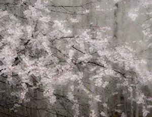 USA, Washington State, Fall City, Springtime cherry trees blooming along Snoqualmie River