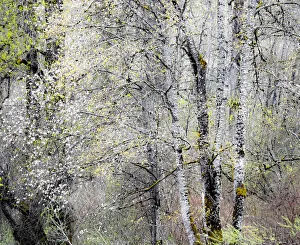 USA, Washington State, Fall City, Springtime cherry trees blooming along Snoqualmie River