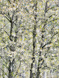 Fall City Prints: USA, Washington State, Fall City. Tree trunks of wild cherry trees spring bloom