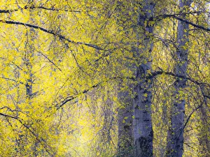 New Images August 2022 Prints: USA, Washington State, Fall City Cottonwoods just budding out in the spring along the Snoqualmie River