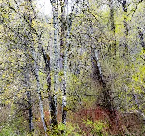 USA, Washington State, Fall City Cottonwoods just budding out in the spring along the Snoqualmie River