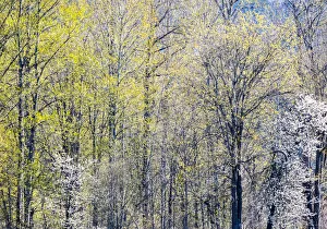 USA, Washington State, Fall City Cottonwoods just budding out in the spring along the Snoqualmie River