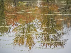 2022-08-19 Danita Delimont Dist 2325 images Gallery: USA, Washington State, Fall City and fall colored trees in reflection Snoqualmie River