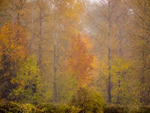 USA, Washington State, Fall City and fall colors in yellows and golds