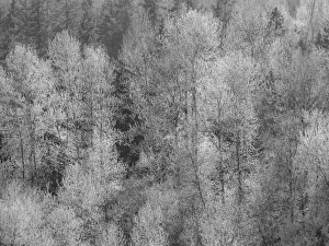 New Images August 2022 Prints: USA, Washington State, Fall City hillside of Cottonwoods just budding out in the spring