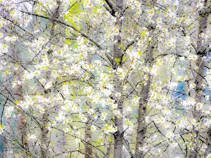 USA, Washington State, Fall City springtime with blooming cherry trees