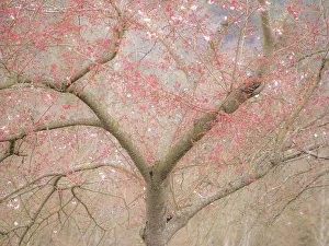 USA, Washington State, Fall City springtime and cherry trees just beginning to bloom
