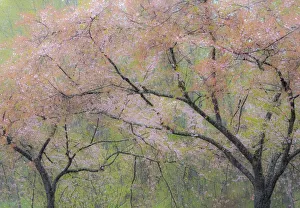 USA, Washington State, Fall City springtime and cherry trees just beginning to bloom