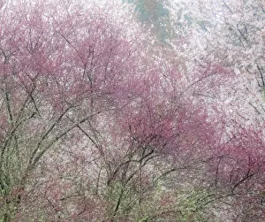 USA, Washington State, Fall City springtime and cherry trees just beginning to bloom