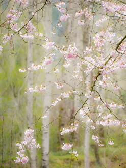 USA, Washington State, Fall City springtime and cherry trees just beginning to bloom