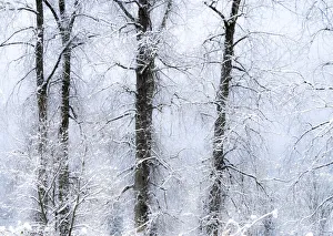 USA, Washington State, Fall City valley with fresh snows on Cottonwoods