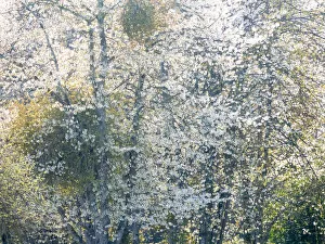 USA, Washington State, Fall City wild cherry springtime blooming