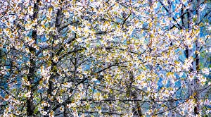 USA, Washington State, Fall City wild cherry springtime blooming