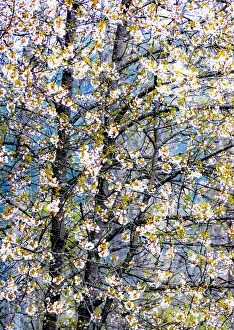 USA, Washington State, Fall City wild cherry springtime blooming
