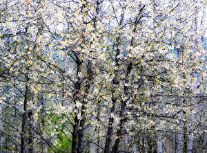 USA, Washington State, Fall City wild cherry springtime blooming