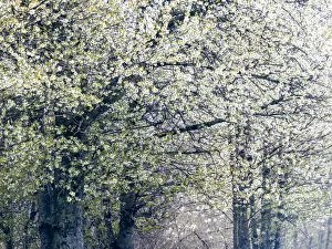 USA, Washington State, Fall City wild cherry springtime blooming