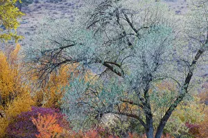 Images Dated 13th June 2022: USA, Washington State. Fall color around Pearrygin Lake State Park near Winthrop