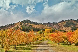 Images Dated 20th October 2021: USA, Washington State. fall colored apple orchard near Peshastin