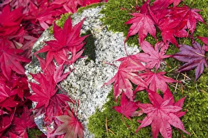 Moss Prints: USA, Washington State. Fallen autumn Japanese maple leaves contrast to rock and moss