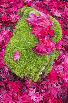 Landscape Prints: USA, Washington State. Fallen autumn Japanese maple leaves contrast to rock and moss