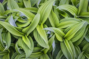 Images Dated 12th July 2016: USA. Washington State. False Hellebore (Veratrum viride) leaves form a swirling pattern