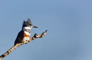 USA, Washington State. Female Belted Kingfisher (Megaceryle alcyon) on a perch