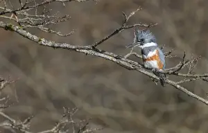 Images Dated 23rd February 2015: USA, Washington State. Female Belted Kingfisher (Megaceryle alcyon) on a perch