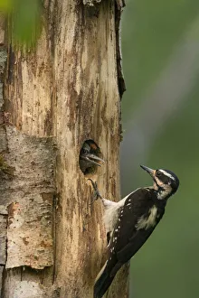 USA, Washington State. Female Hairy Woodpecker (Picoides villosus) at nest chick