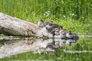 Images Dated 2nd June 2017: USA, Washington State. Female Hooded Merganser (Lophodytes cucullatus) on a log with