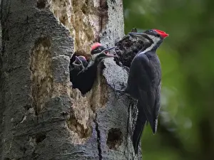USA, Washington State. Female Pileated Woodpecker (Dryocopus pileatus) aside nest