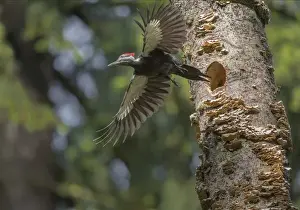 Images Dated 21st May 2015: USA, Washington State. Female Pileated Woodpecker (Dryocopus pileatus) flies