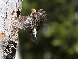 USA, Washington State. A female Williamsons Sapsucker (Sphyrapicus thyroideus)