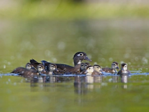 Images Dated 17th June 2011: USA, Washington State. A female Wood Duck (Aix sponsa) is surrounded by her young