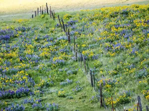 What's New: USA, Washington State. Fence line with spring wildflowers
