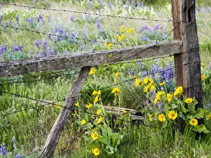 What's New: USA, Washington State. Fence line with spring wildflowers