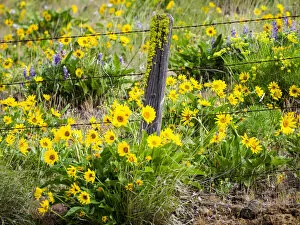 USA, Washington State. Fence line with spring wildflowers