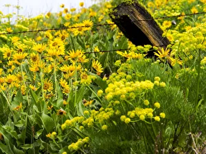 Images Dated 8th March 2022: USA, Washington State. Fence line with spring wildflowers