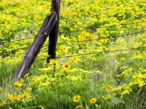 Images Dated 8th March 2022: USA, Washington State. Fence line with spring wildflowers