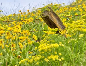 What's New: USA, Washington State. Fence line and wildflowers
