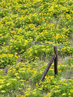 What's New: USA, Washington State. Fence line and wildflowers