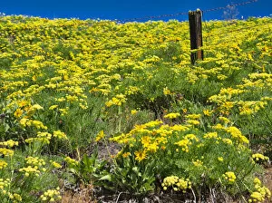 USA, Washington State. Fence line and wildflowers