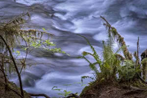 USA, Washington State, Fern