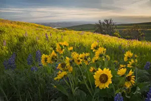 Images Dated 28th April 2014: USA, Washington State, Field of Arrowleaf Balsamroot and Lupine wildflowers at Columbia