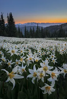 Subalpine Prints: USA, Washington State. Field of Avalanche Lily (Erythronium montanum) in subalpine