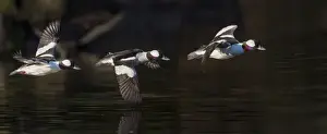 USA, Washington State. Flight sequence of a male Bufflehead (Bucephala albeola)