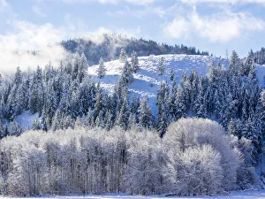Landscape Prints: USA, Washington State. Fog draped trees with morning light