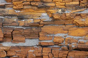 Images Dated 1st November 2021: USA, Washington State, Fort Flagler State Park. Crumbling driftwood close-up