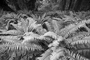 Relaxation Prints: Usa, Washington State. Giant ferns carpet the ground in the Hoh Rainforest