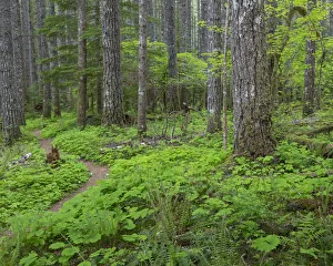 USA, Washington State, Gifford Pinchot National Forest. Lewis River Trail in forest